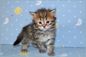 Male Siberian Kitten from Deedlebug Siberians